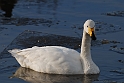 Whooper swan